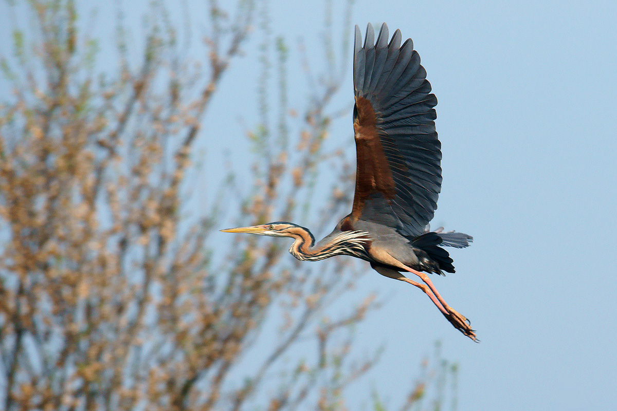 Purple Heron