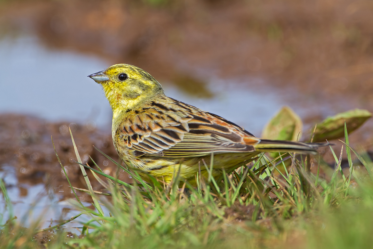 Yellowhammer female