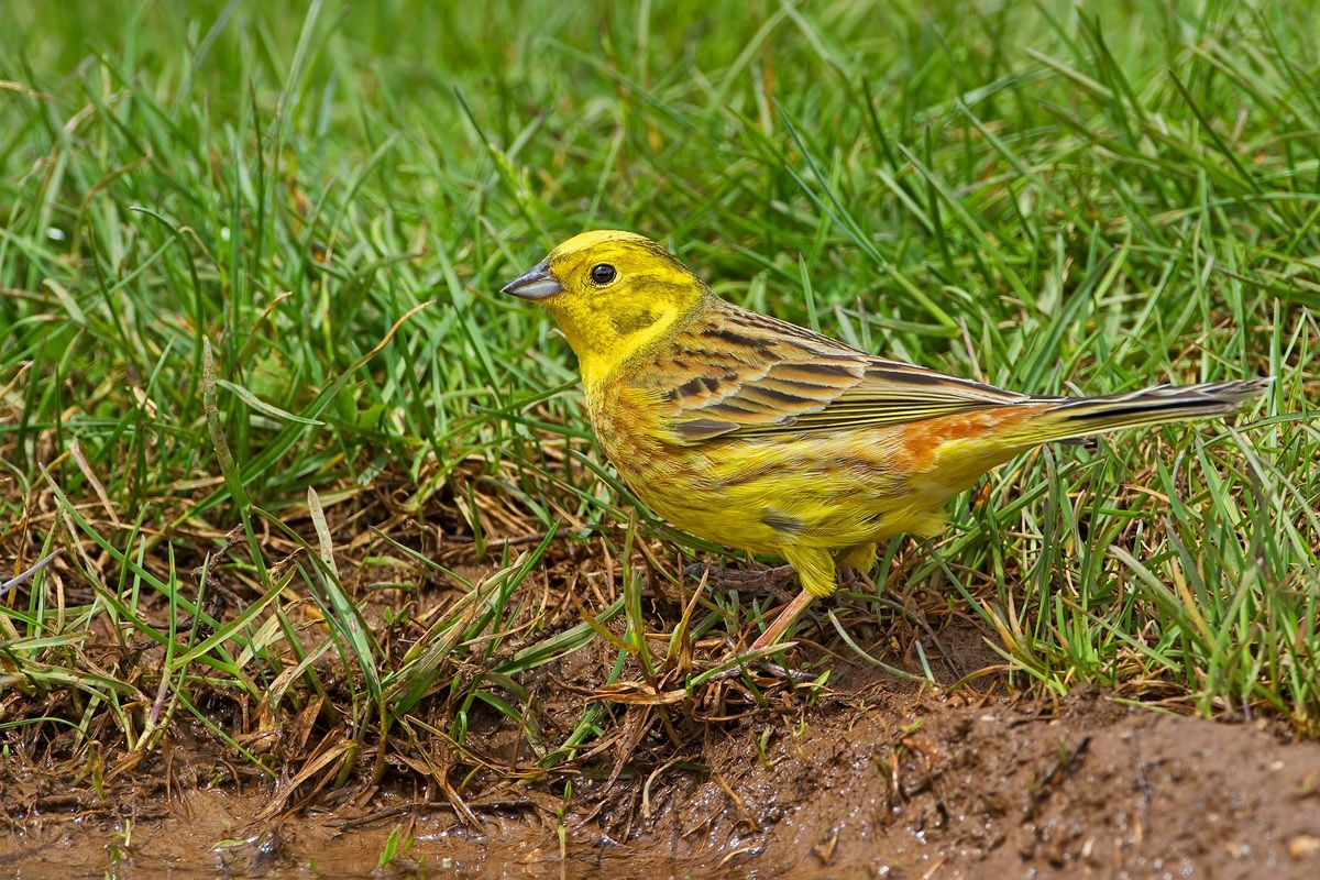 Yellowhammer male