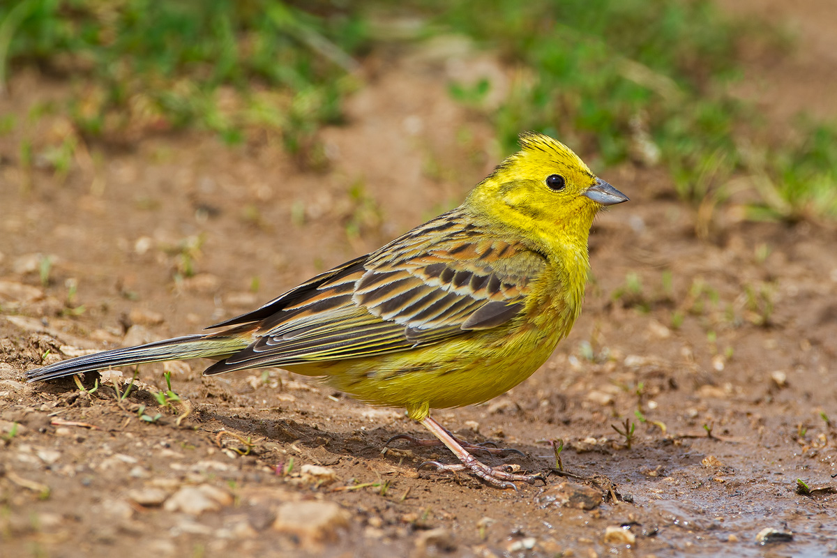 Yellowhammer male