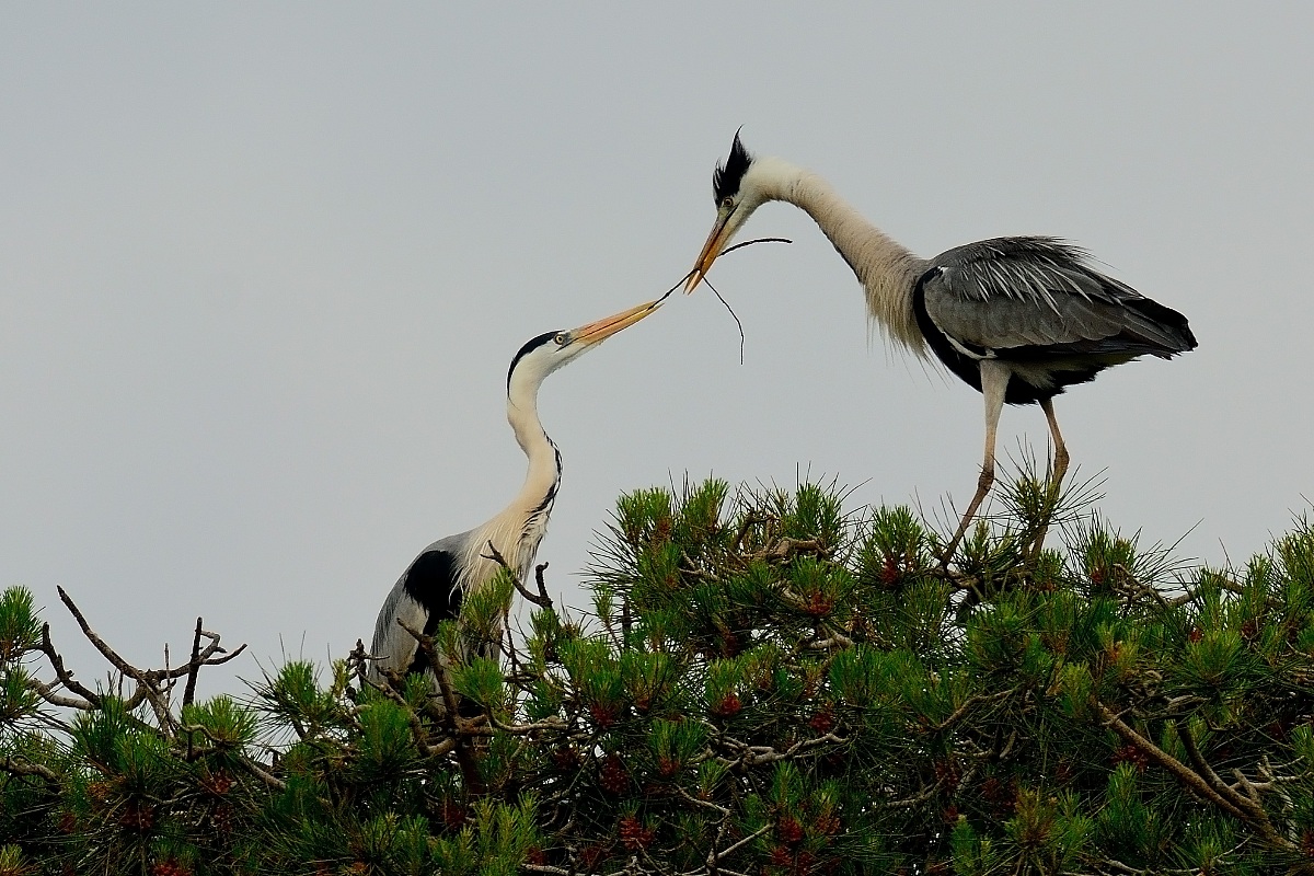 Greys nesting herons