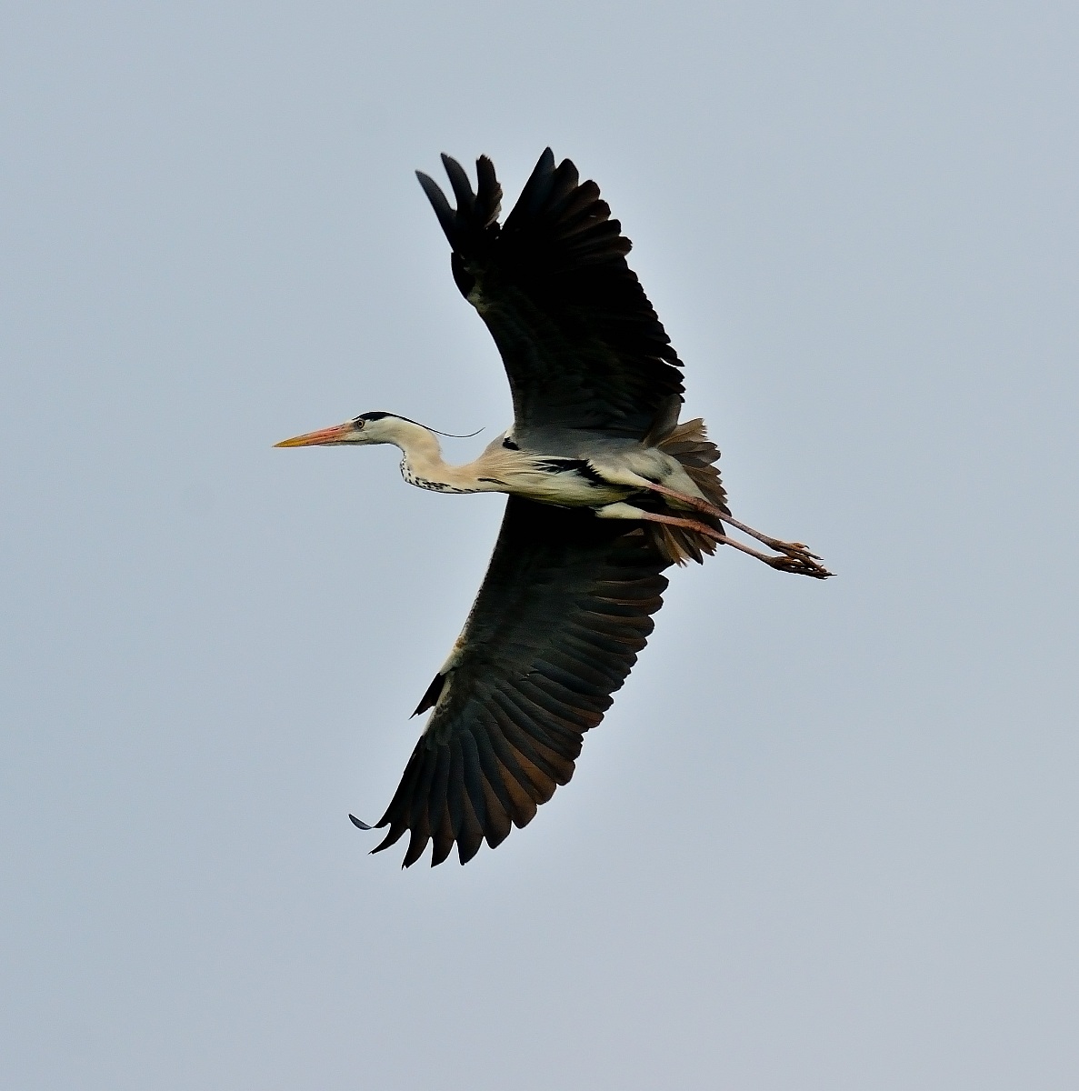 Grey Heron