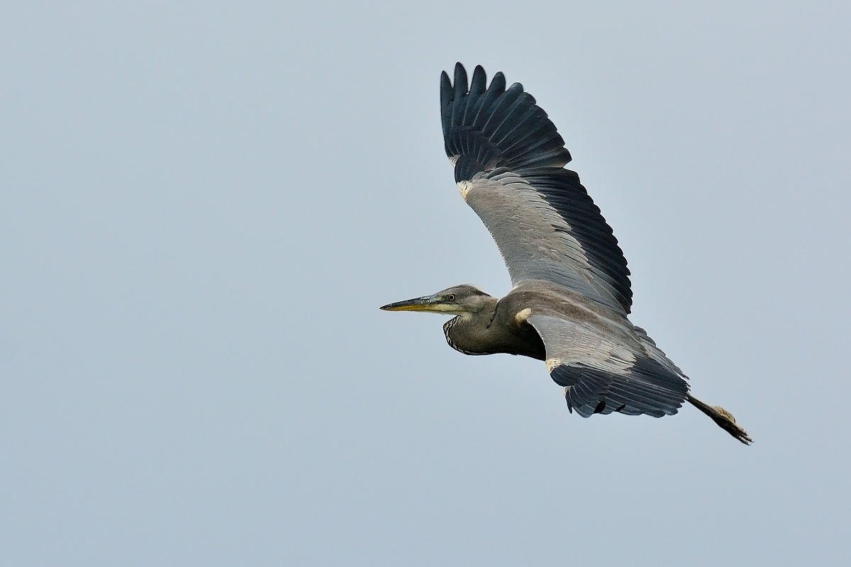 Grey Heron