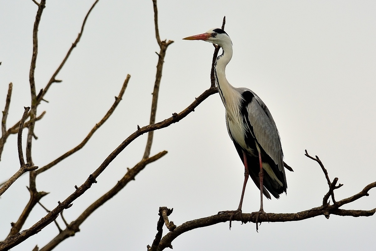 Grey Heron