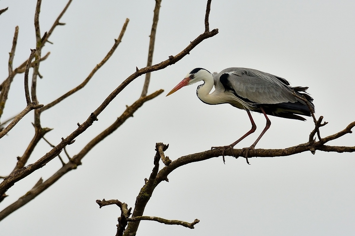 Grey Heron