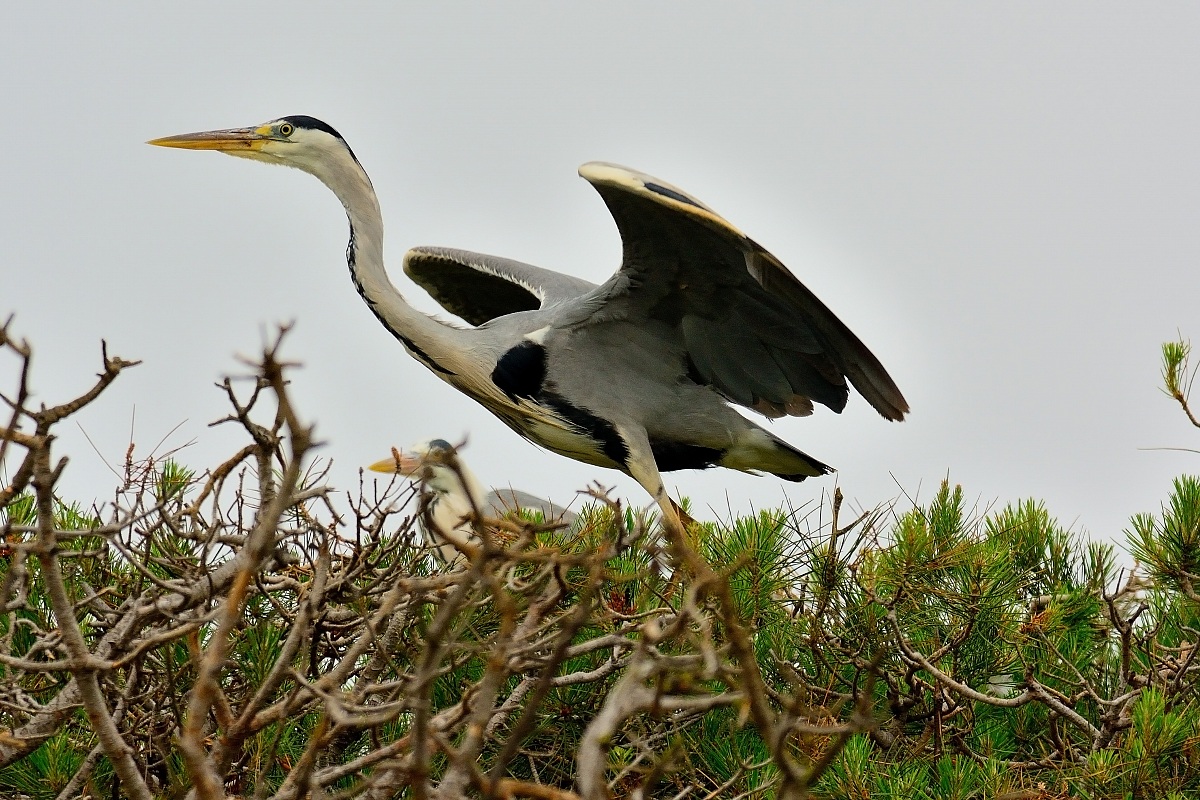 Grey Heron