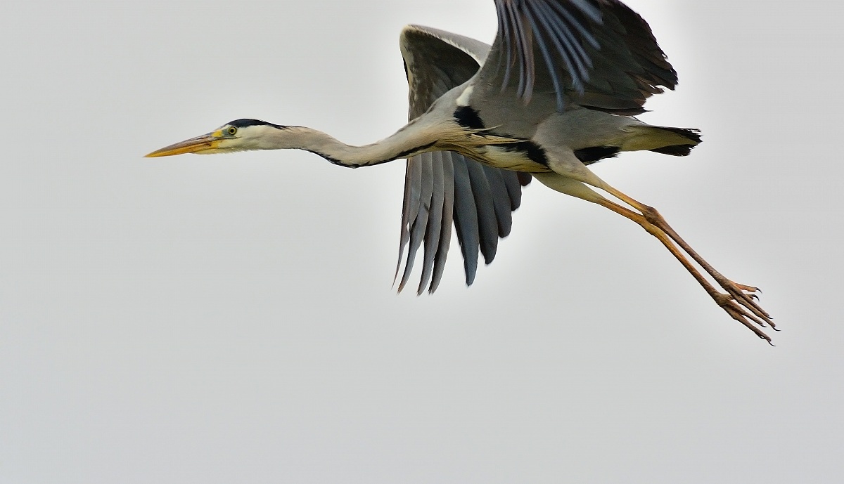 Grey Heron