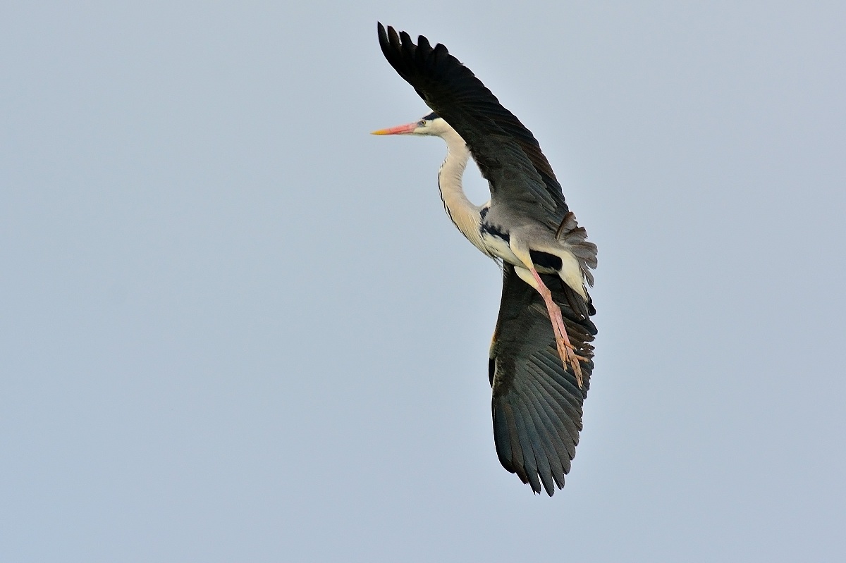 Grey Heron