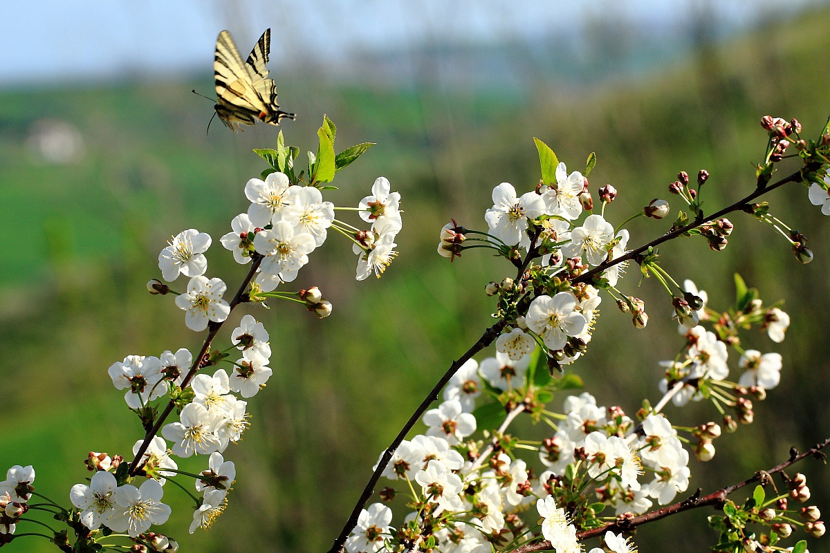 la fioritura delle amarene.