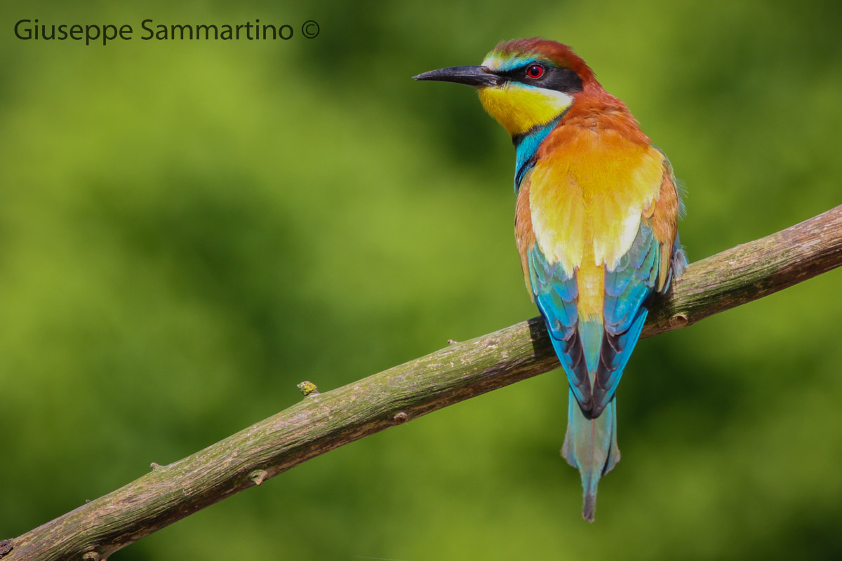 Bee-Eater