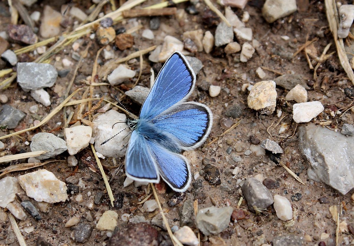 farfalla delle dolomiti
