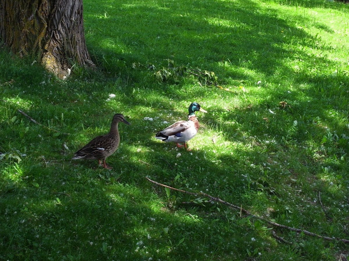 Adelino e Guendalina