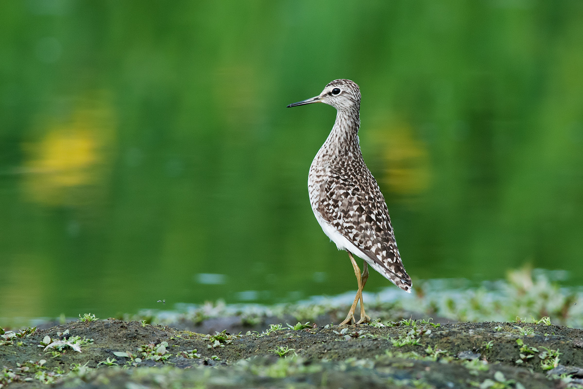Wood Sandpiper in observation