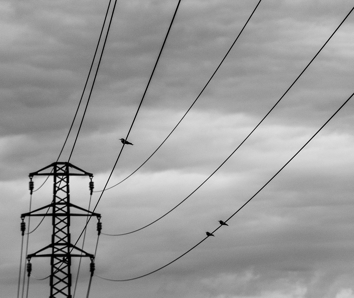 traliccio più uccelli...