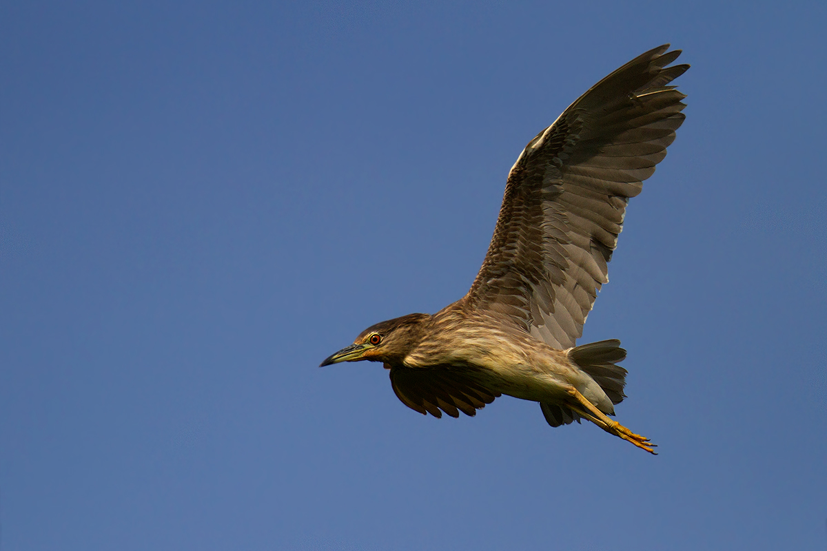 Night Heron