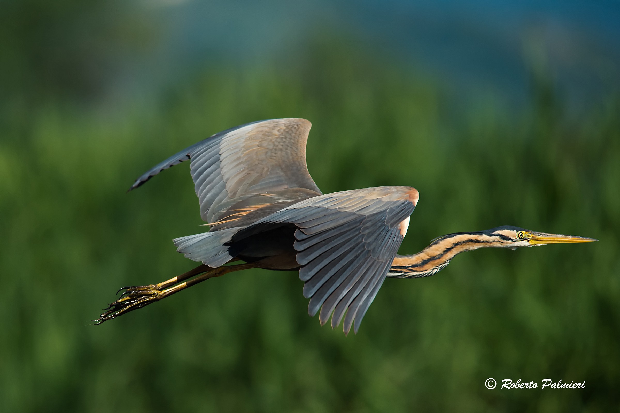 Purple Heron (Ardea purpurea)