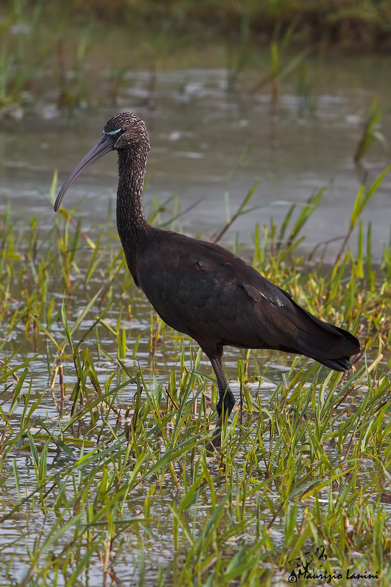 Mignatttaio ( Plegadis falcinellus )