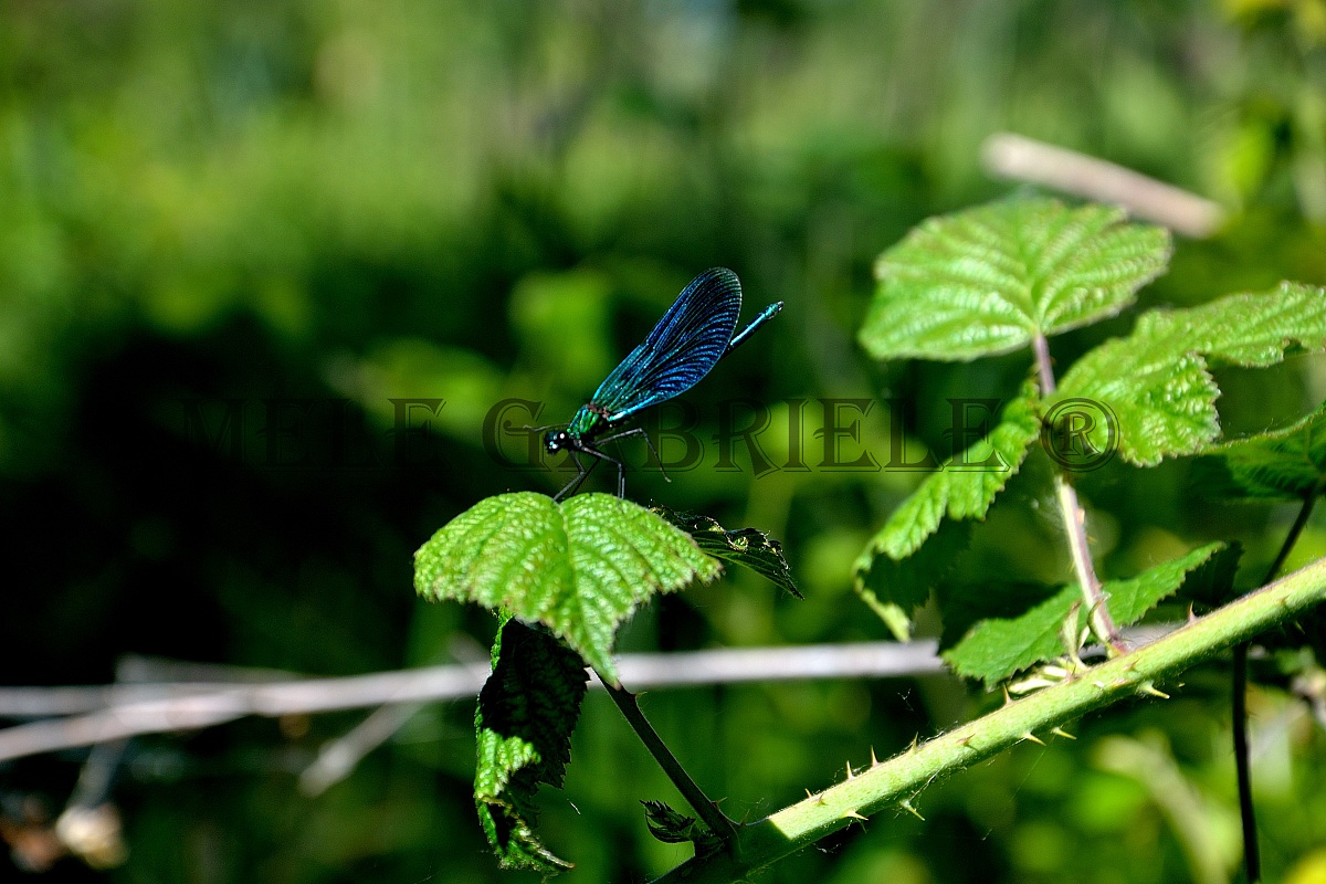 Libellula azzurra ( Orthetrum brunneum )