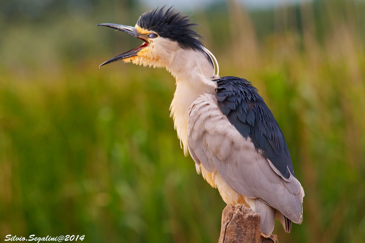 L'urlo della nitticora