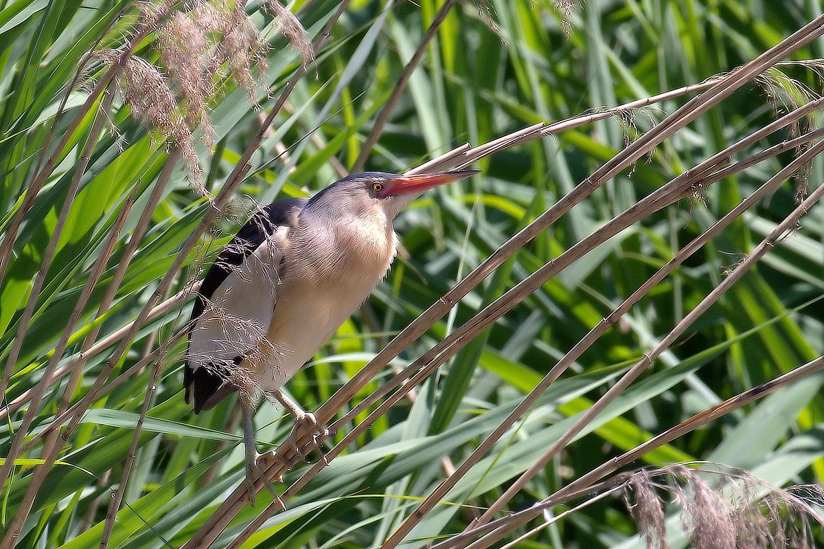 bittern