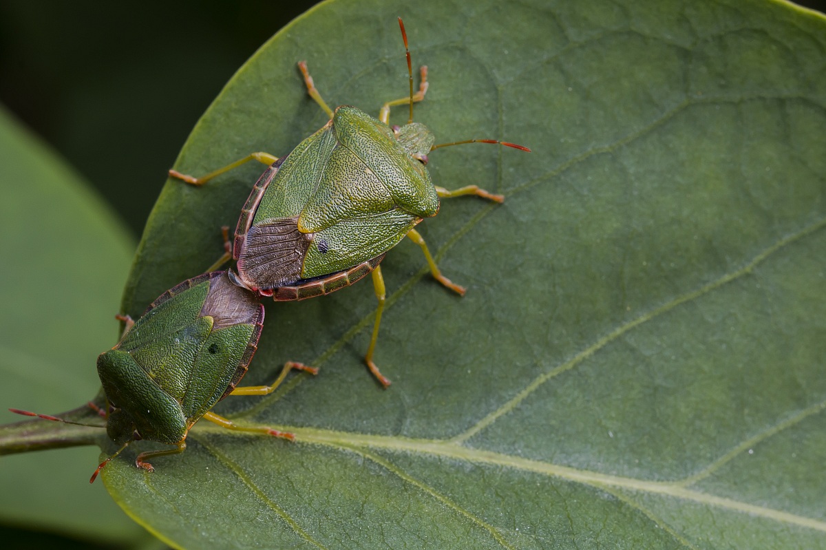 Cimices do it better...