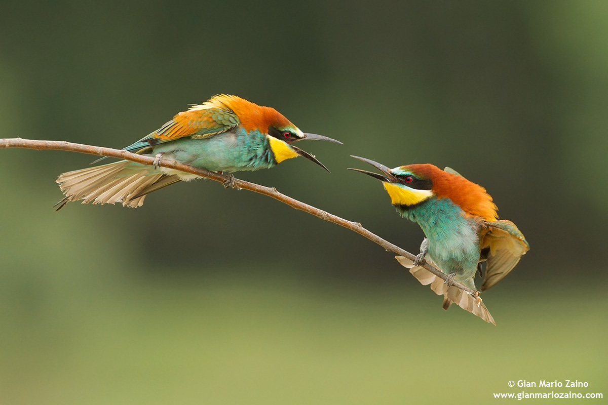 Merops apiaster / Gruccione