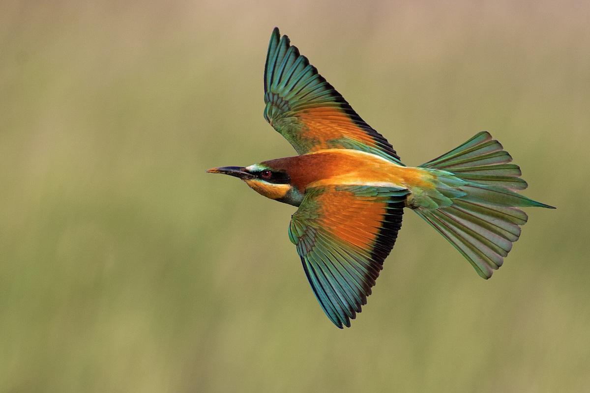 Bee-Eater in Flight