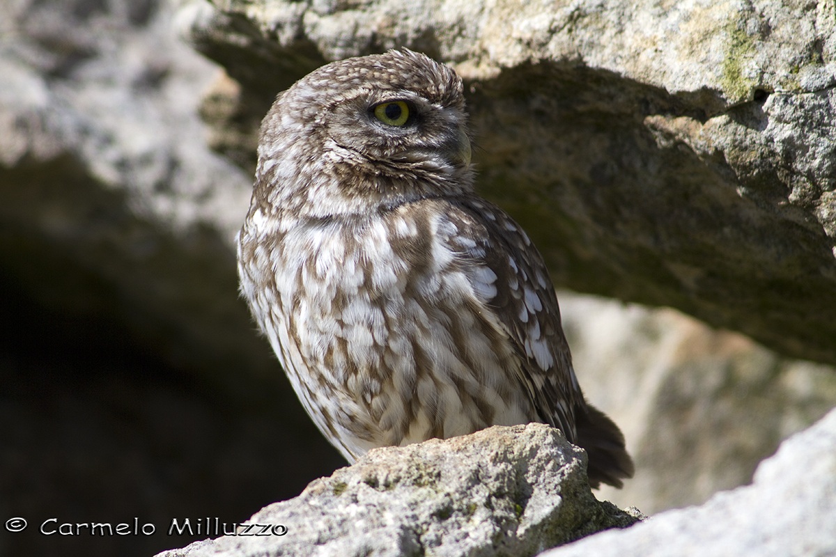 Owl in the foreground