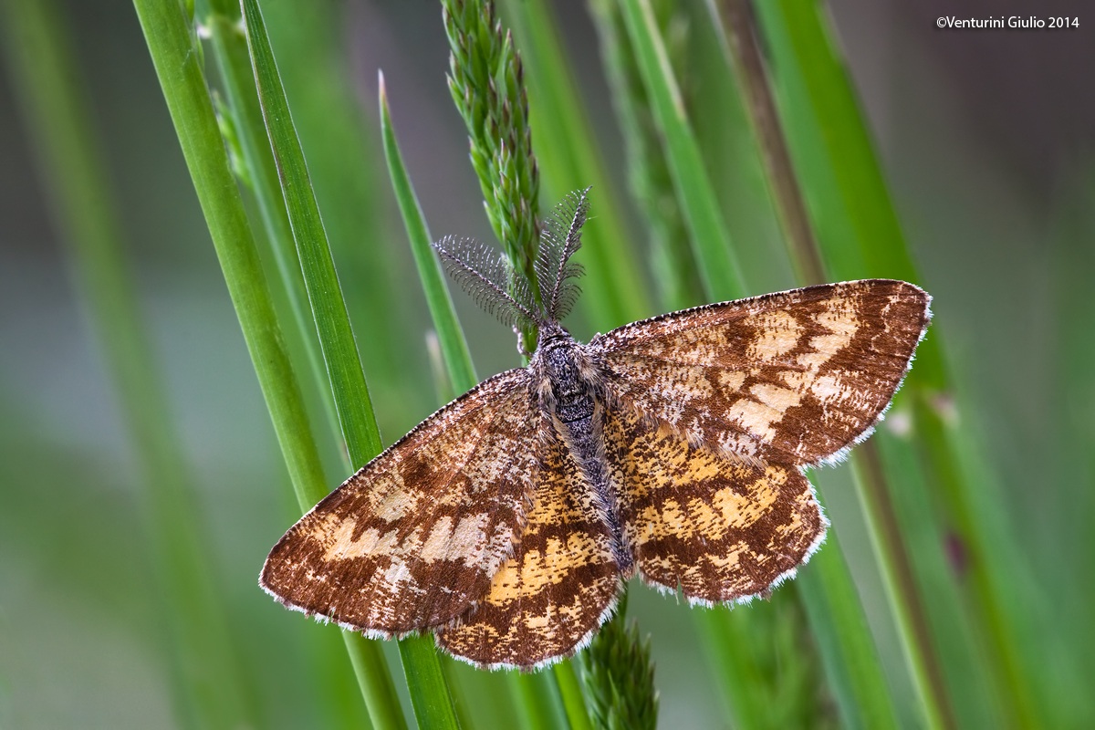 In mezzo ai fili d'erba