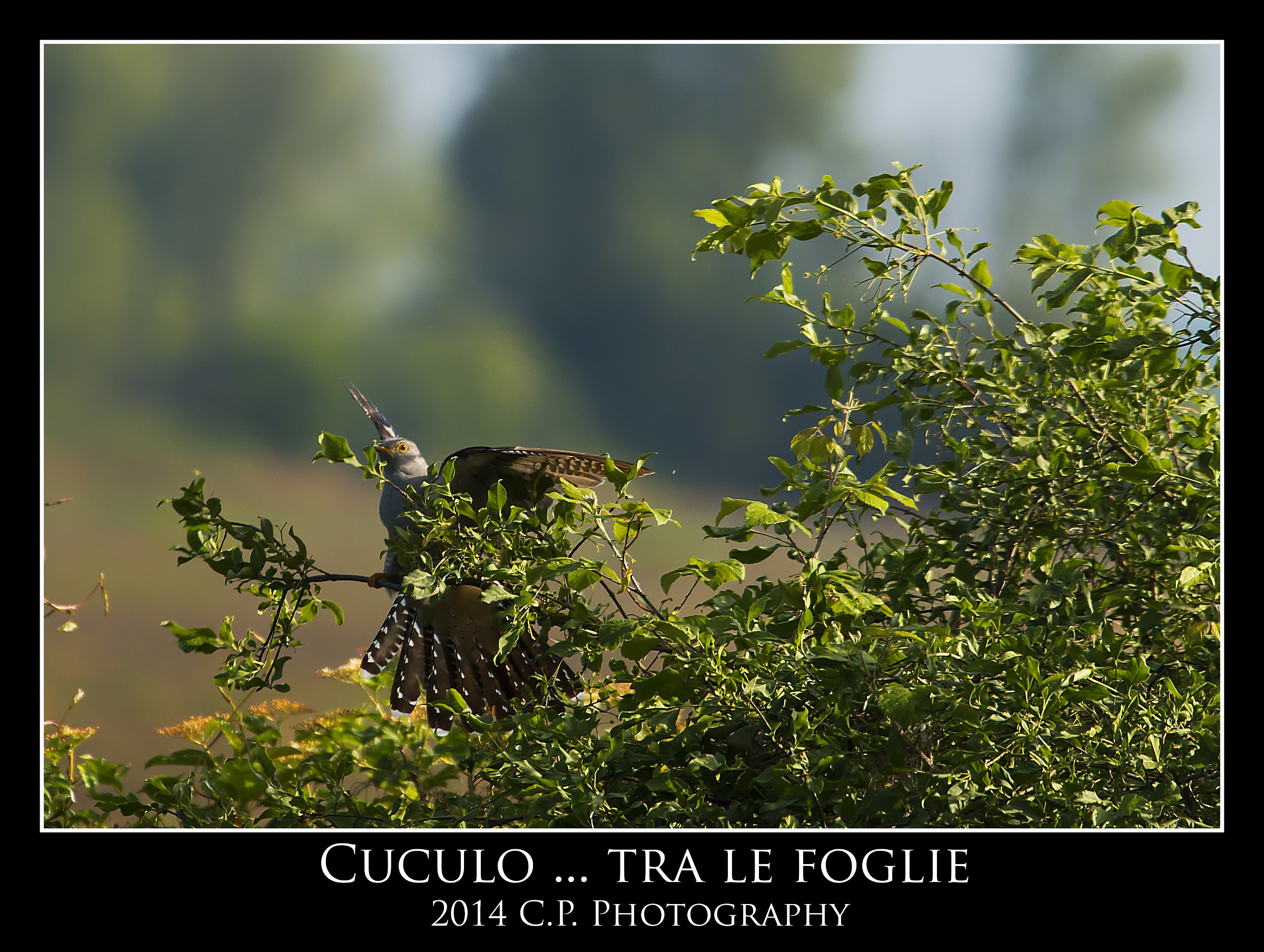 Cuculo mimetizzato