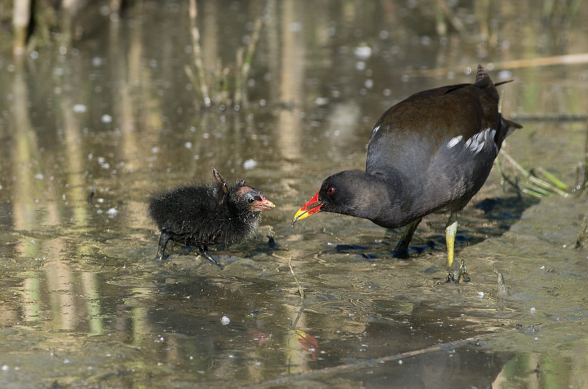 Moorhen and small