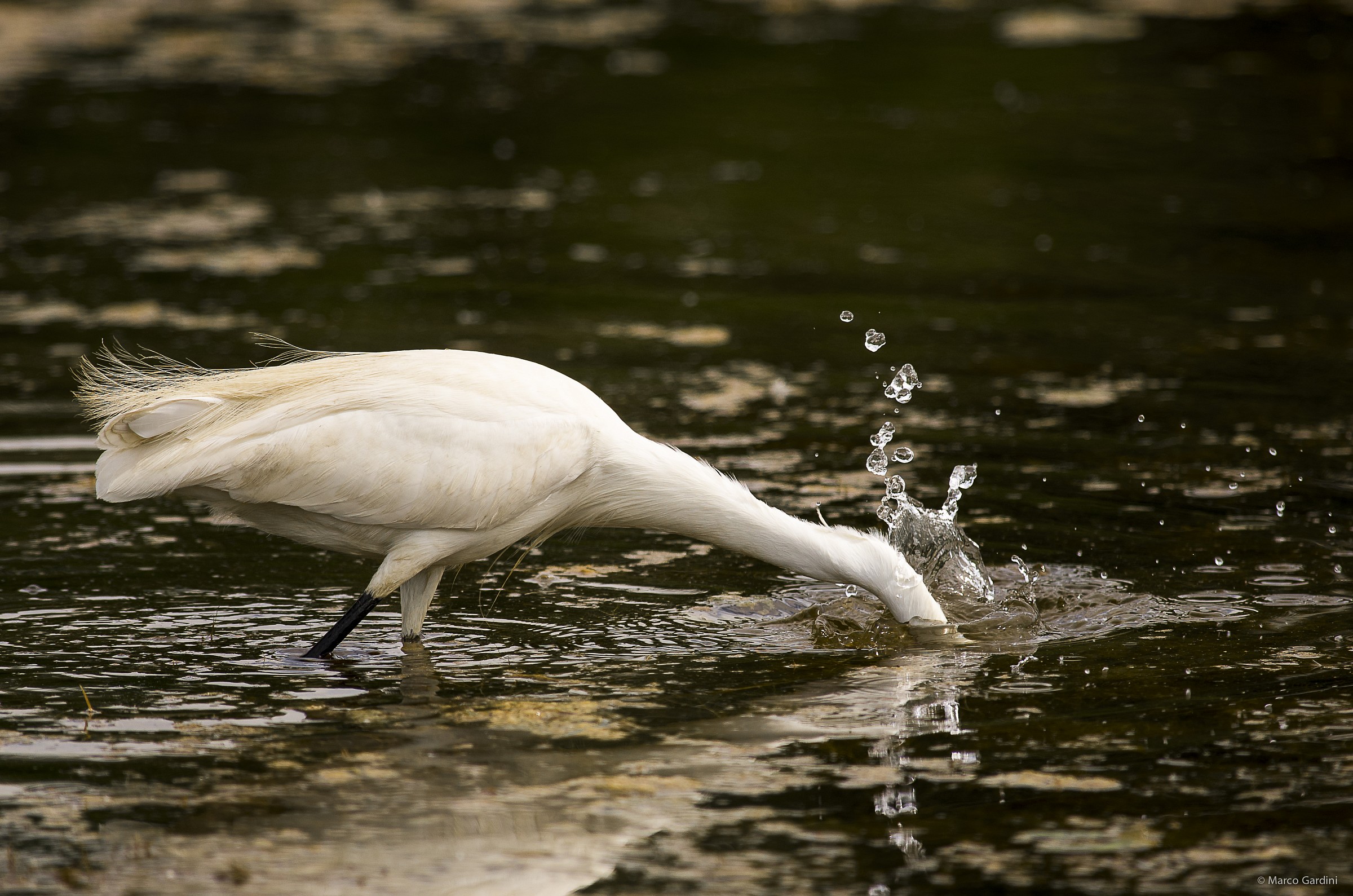 Little Egret fishing