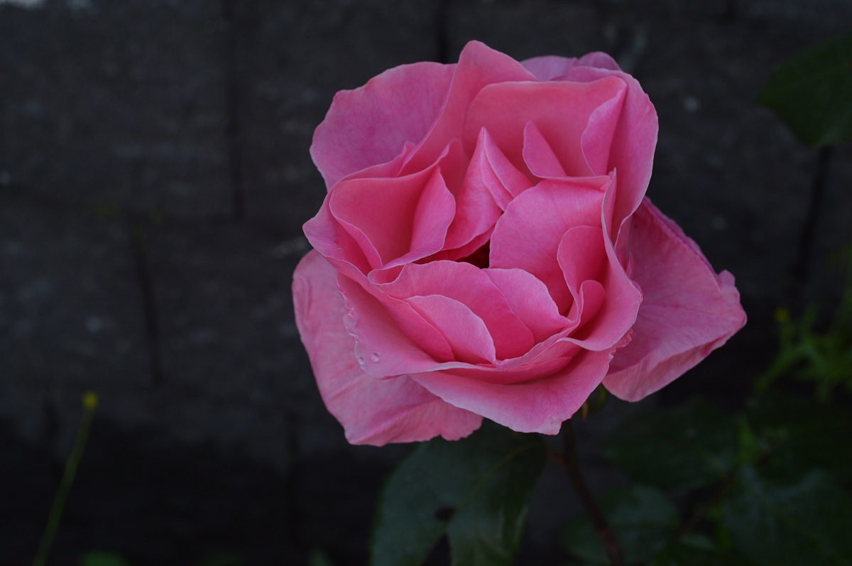 Pink Rose