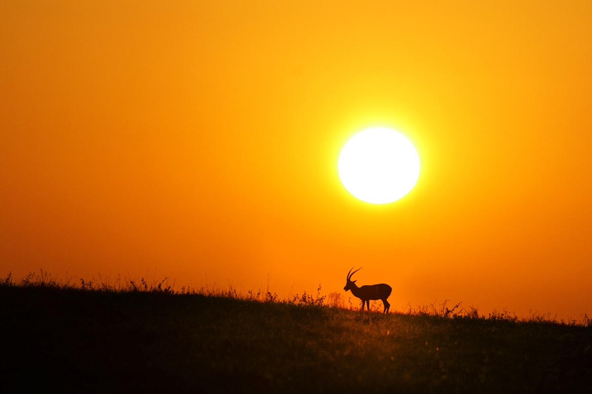 Every morning in Africa a gazelle ....