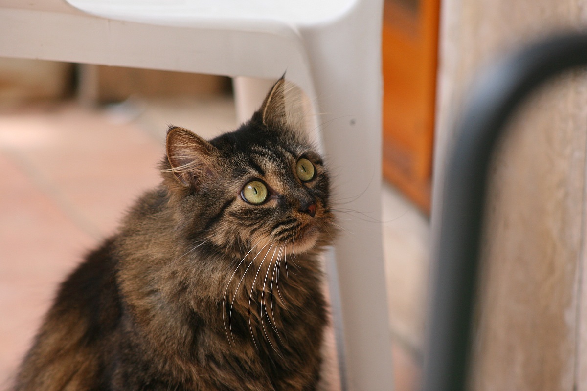 Olympus Zuiko 200mm Canon EOS 5D