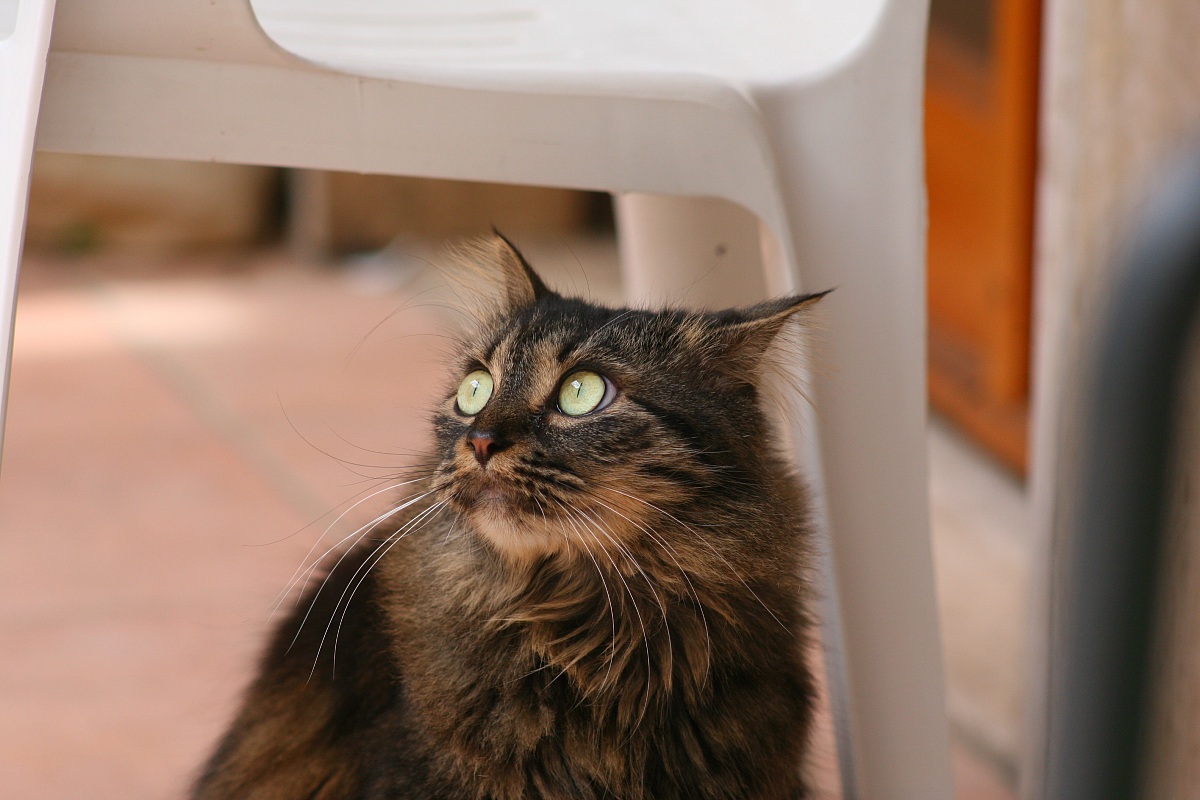 Olympus Zuiko 200mm Canon EOS 5D