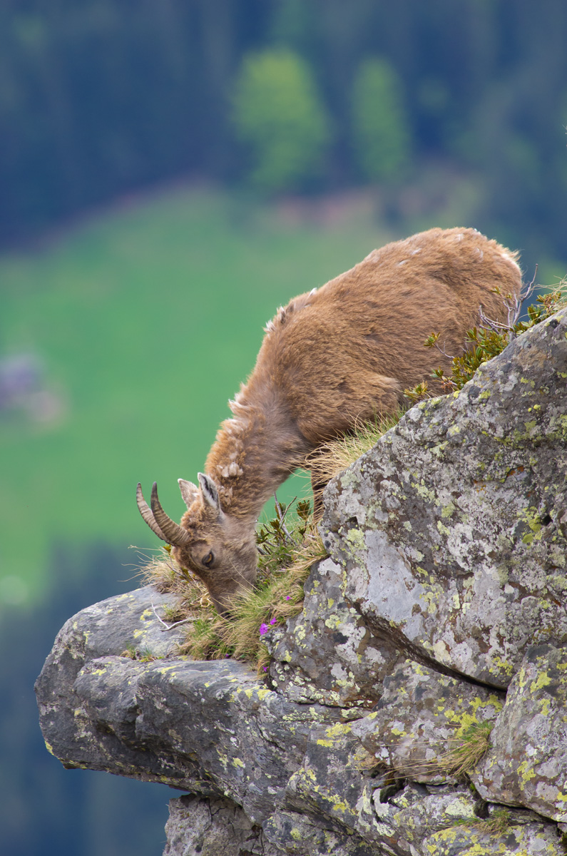 Ibex'' section birds?''