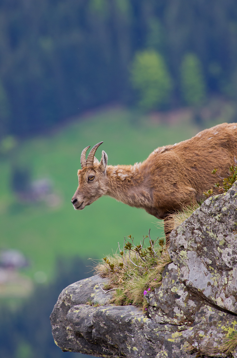 Young Ibex