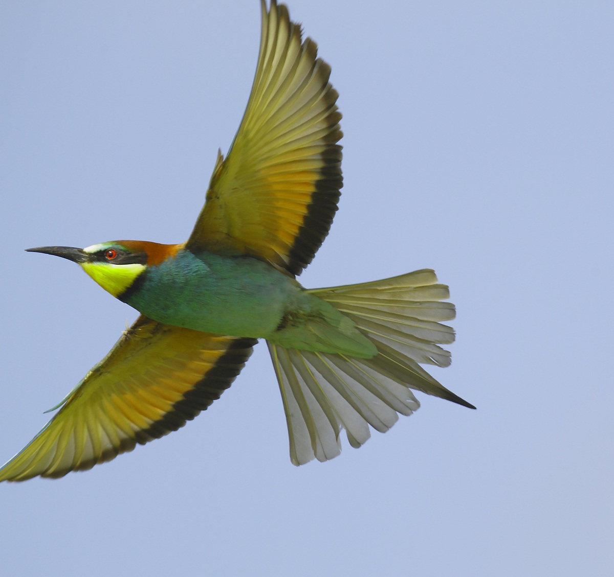 Bee-Eater