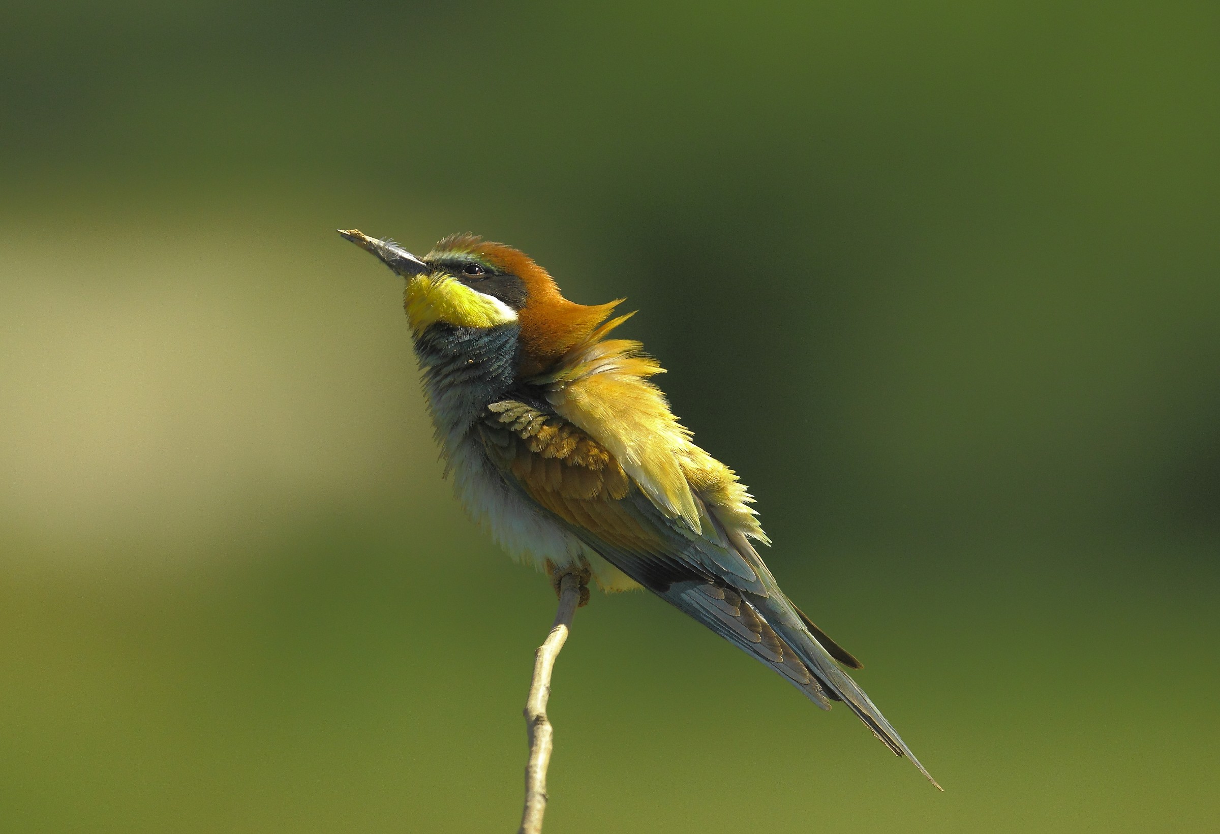 Bee-Eater