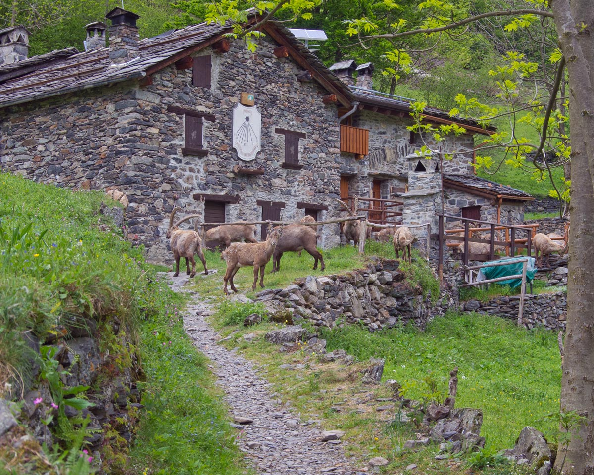 Maslana high val Seriana Ibex