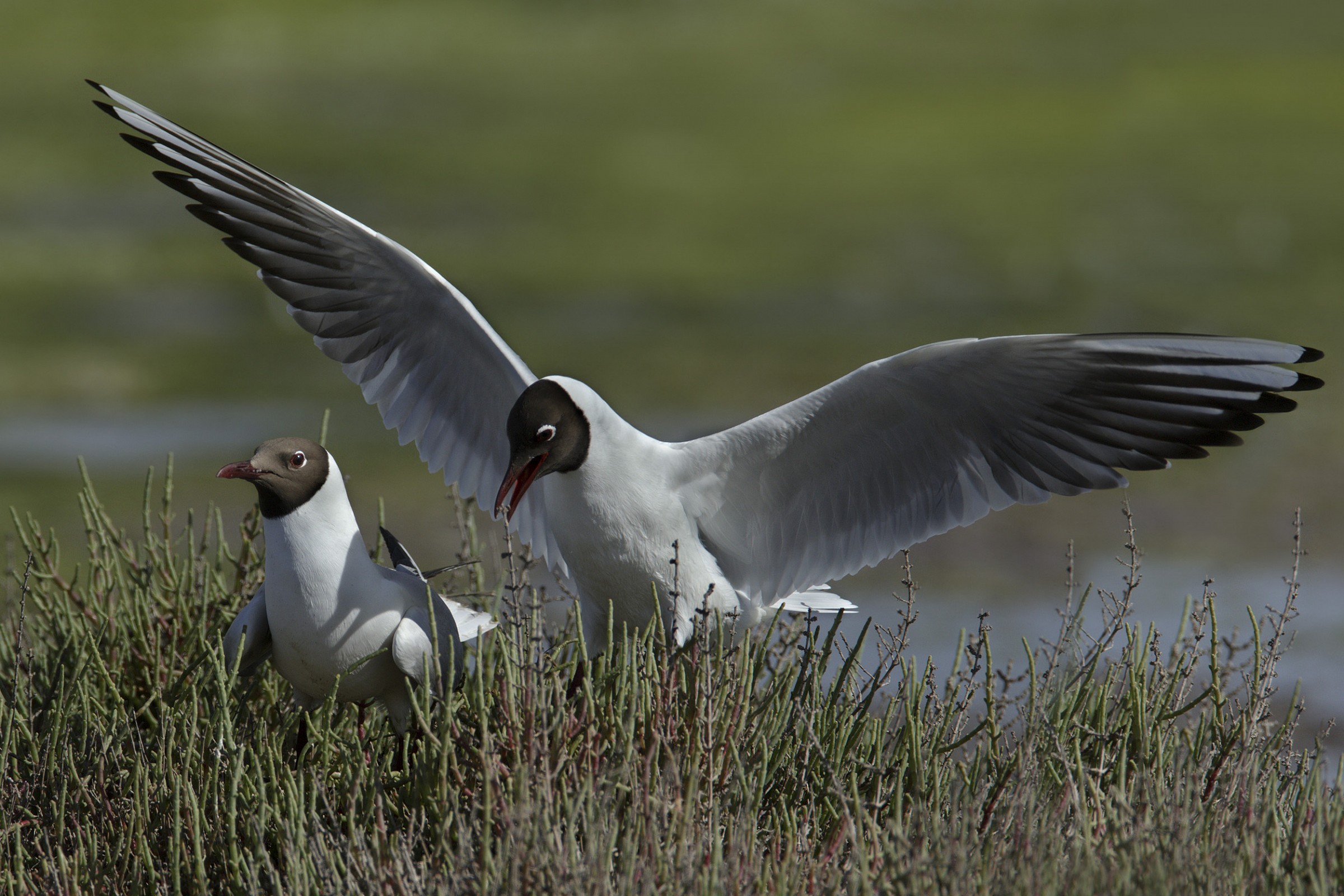 Gabbiano comune (Larus ridibundus)