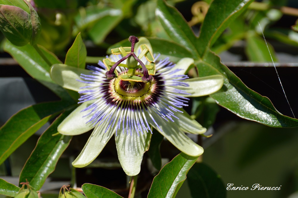 Passiflora (Fiore della Passione )
