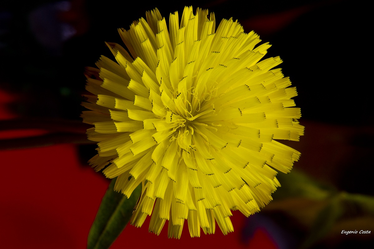 Dandelion