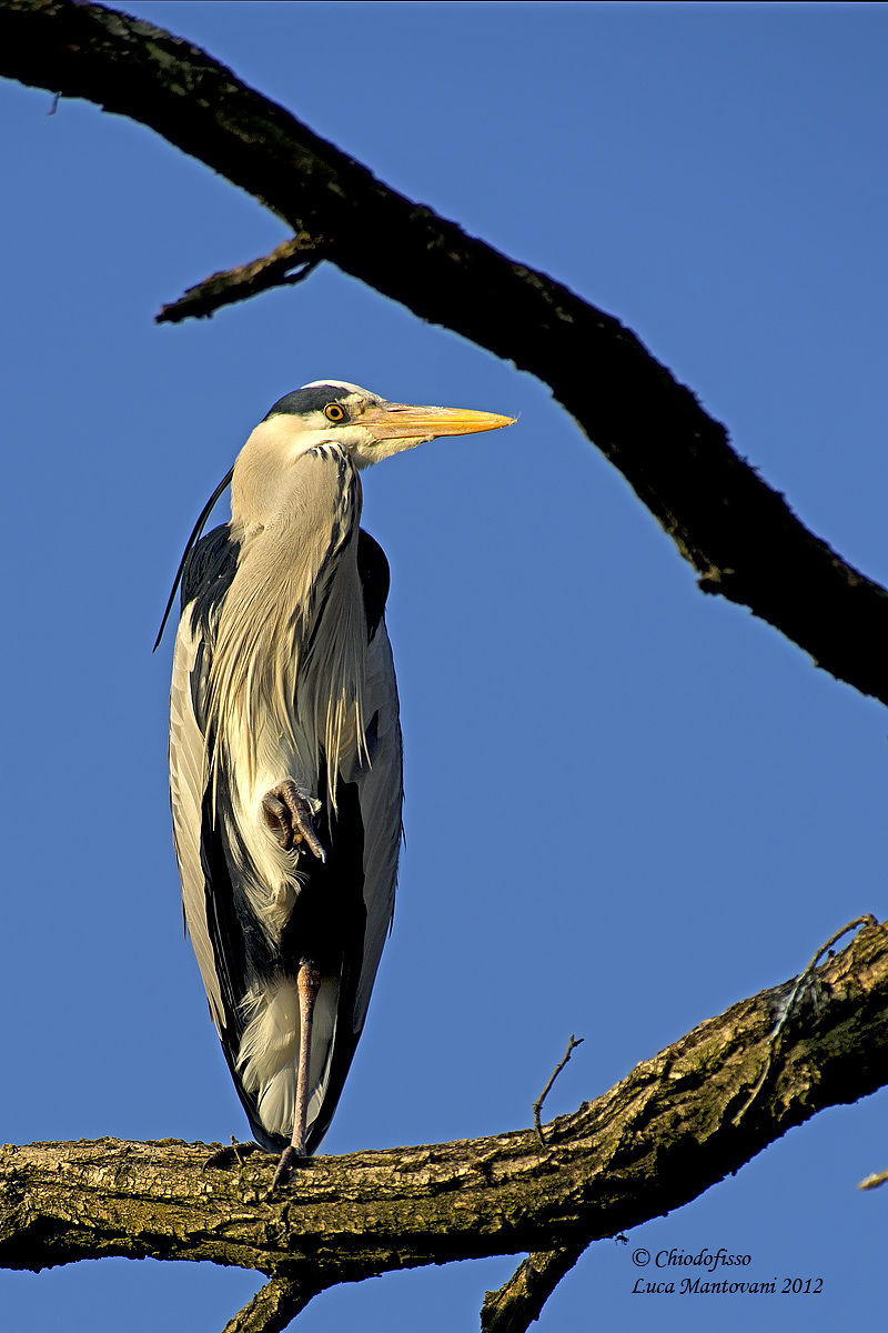 Heron who do not like the photographer and makes the gesture...