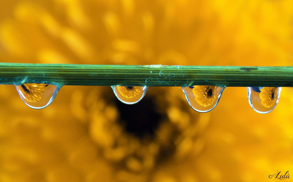 Flower in a drop