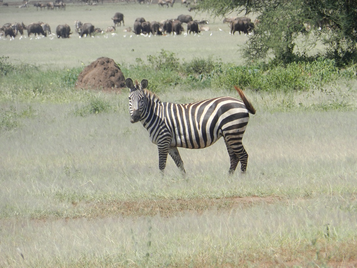Zebra