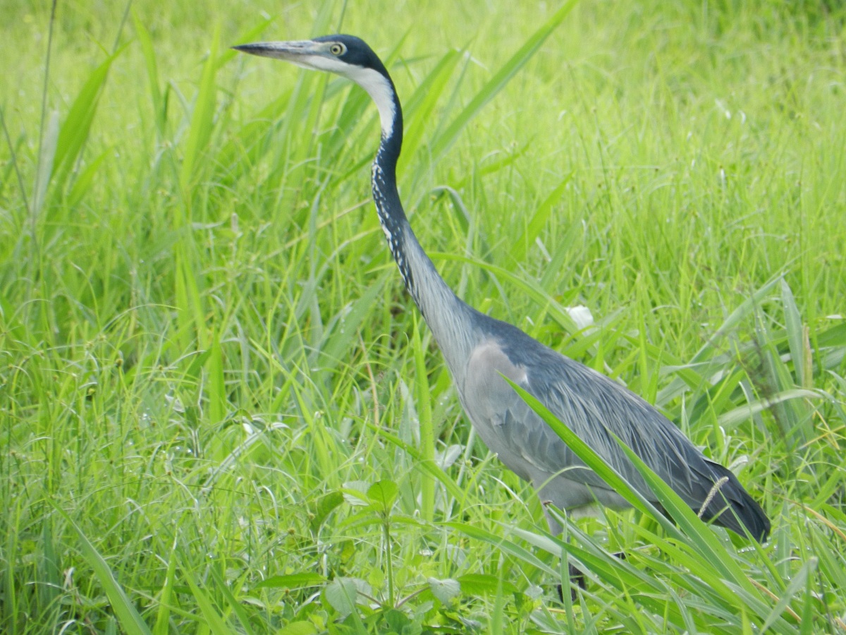 Heron