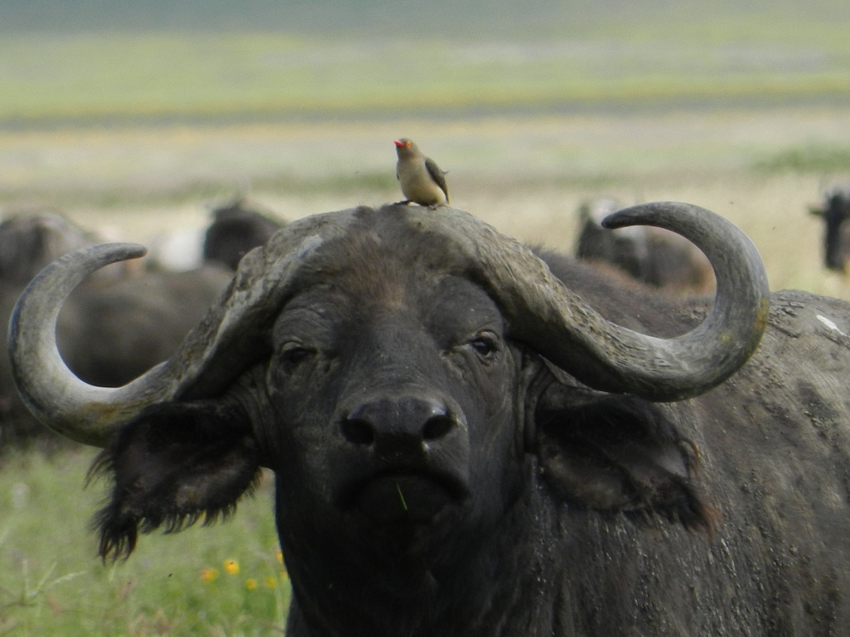 Buffalo