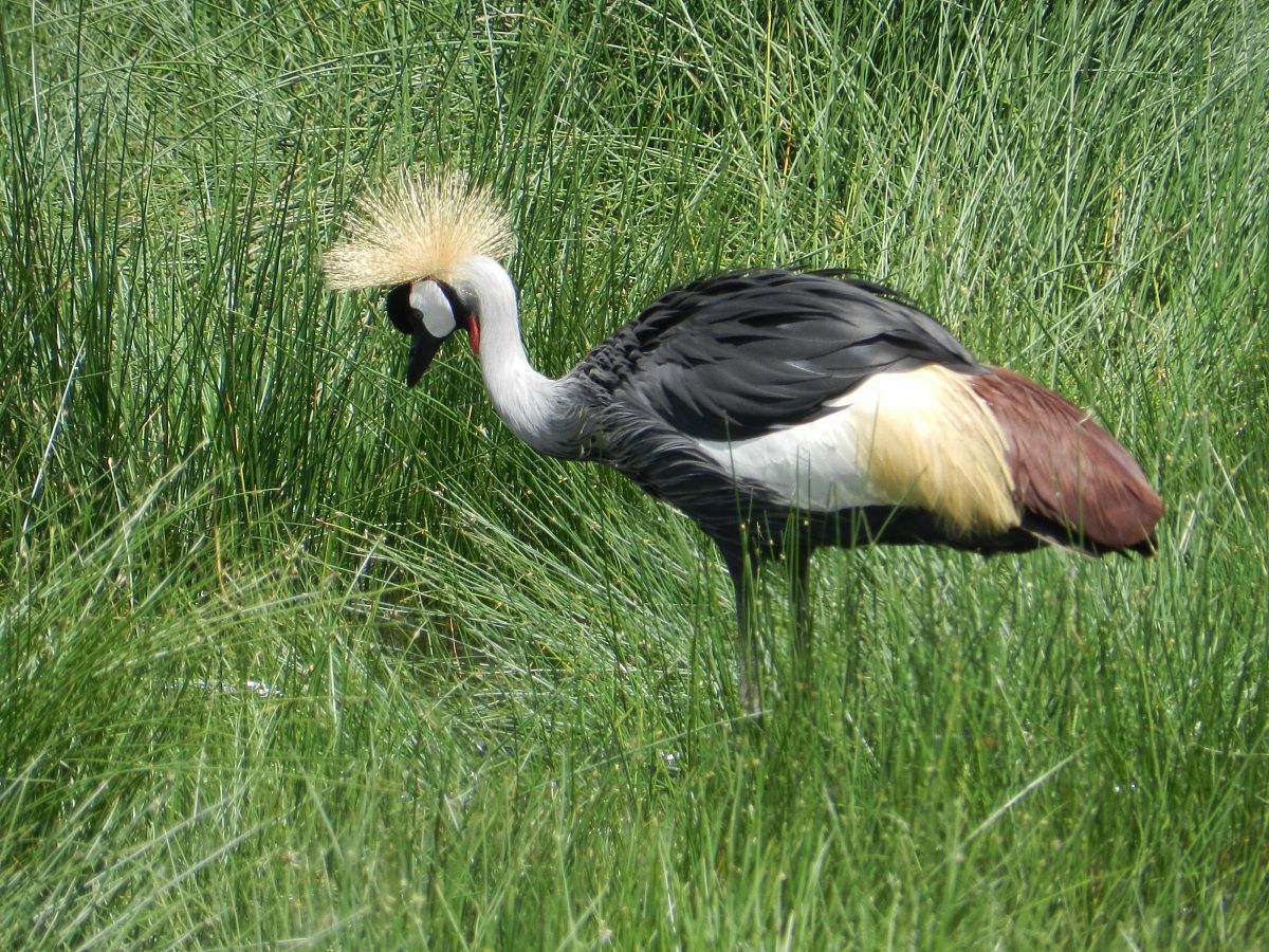 Crowned Crane